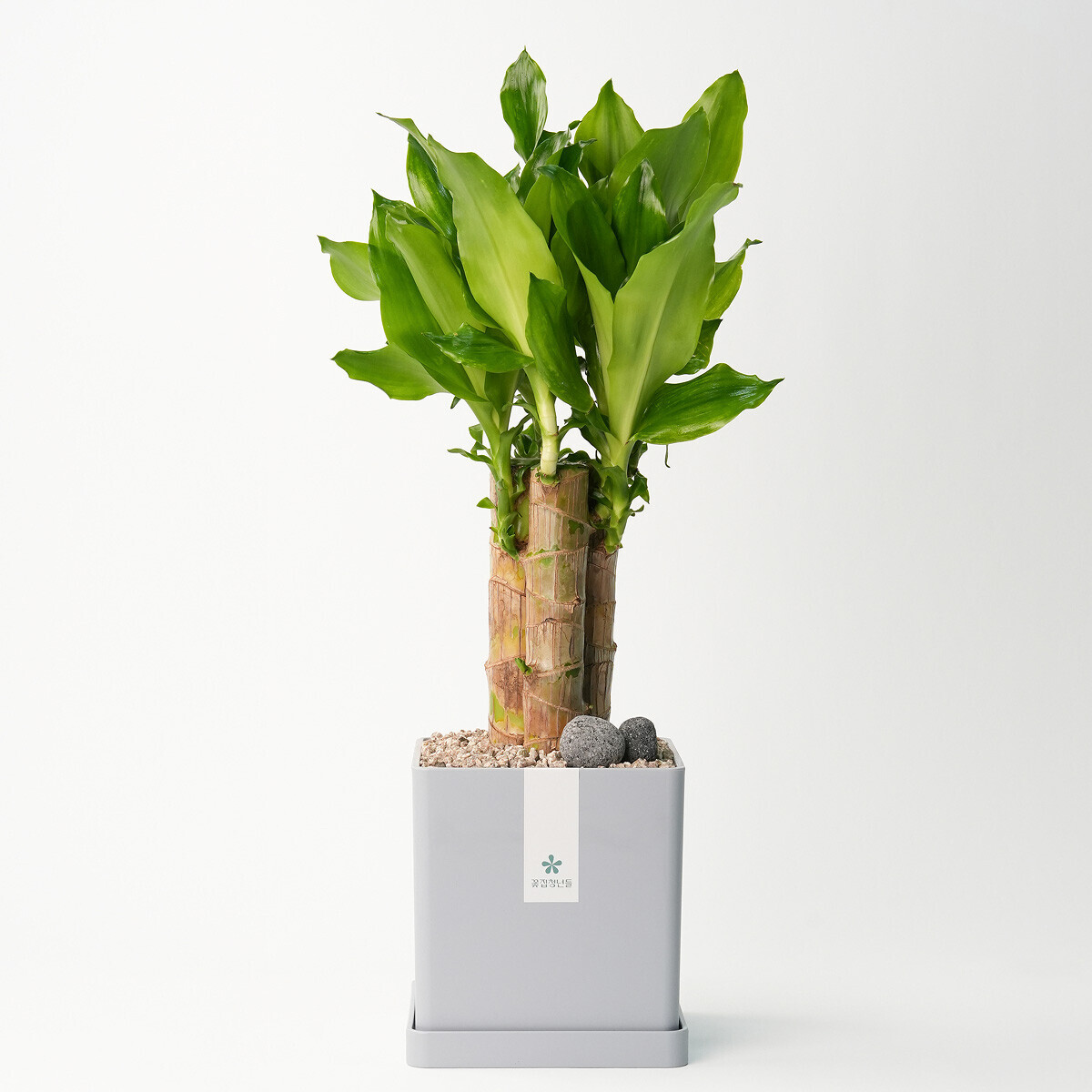 황금죽 모던라인 1호