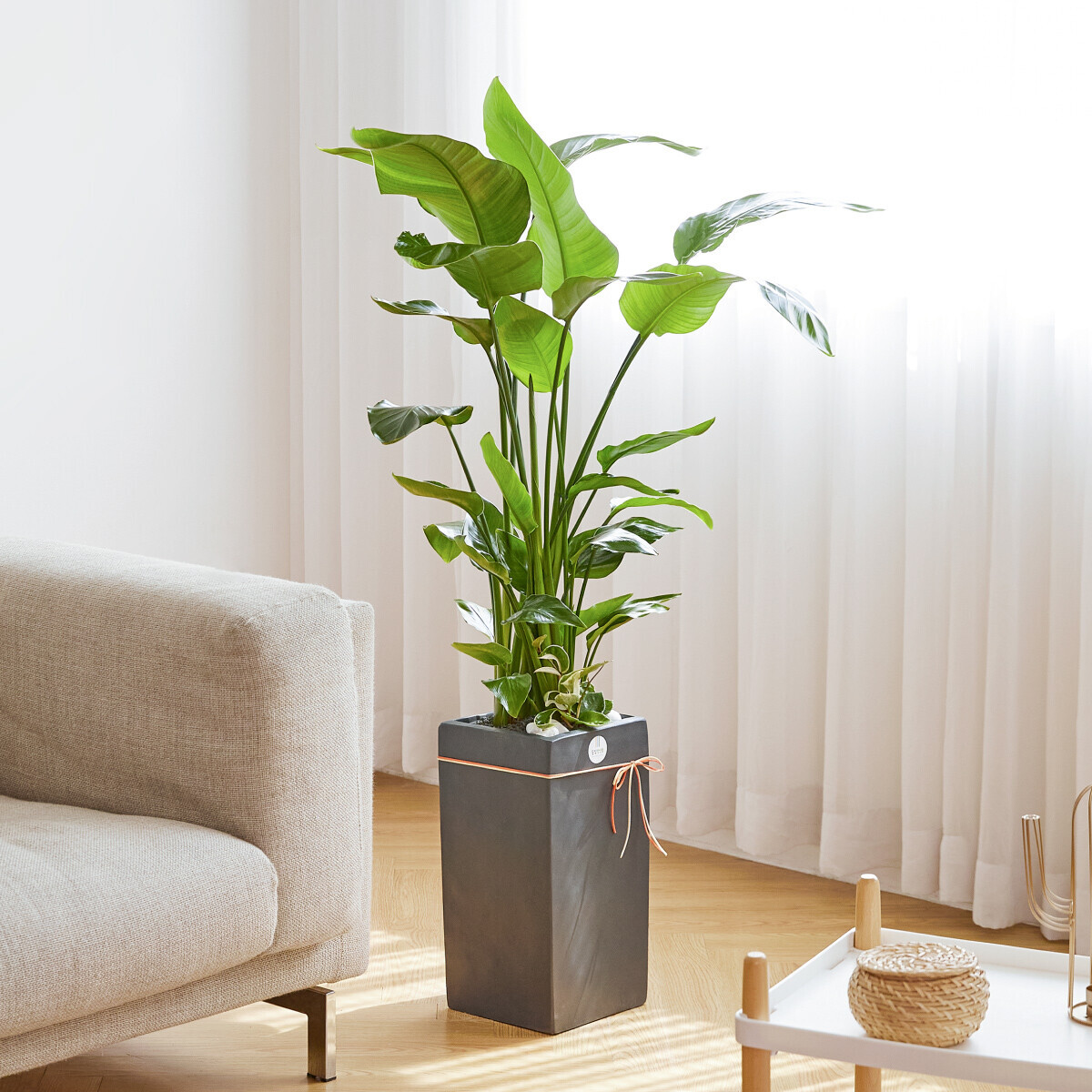 극락조 모던라인