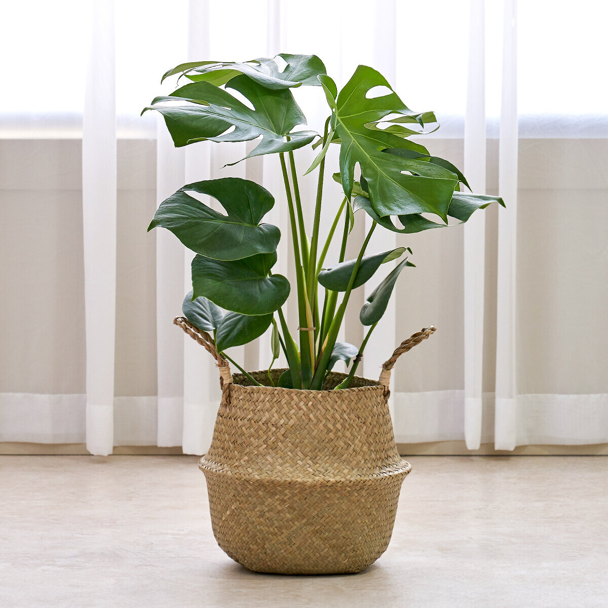 몬스테라 라탄라인 2호(수도권)