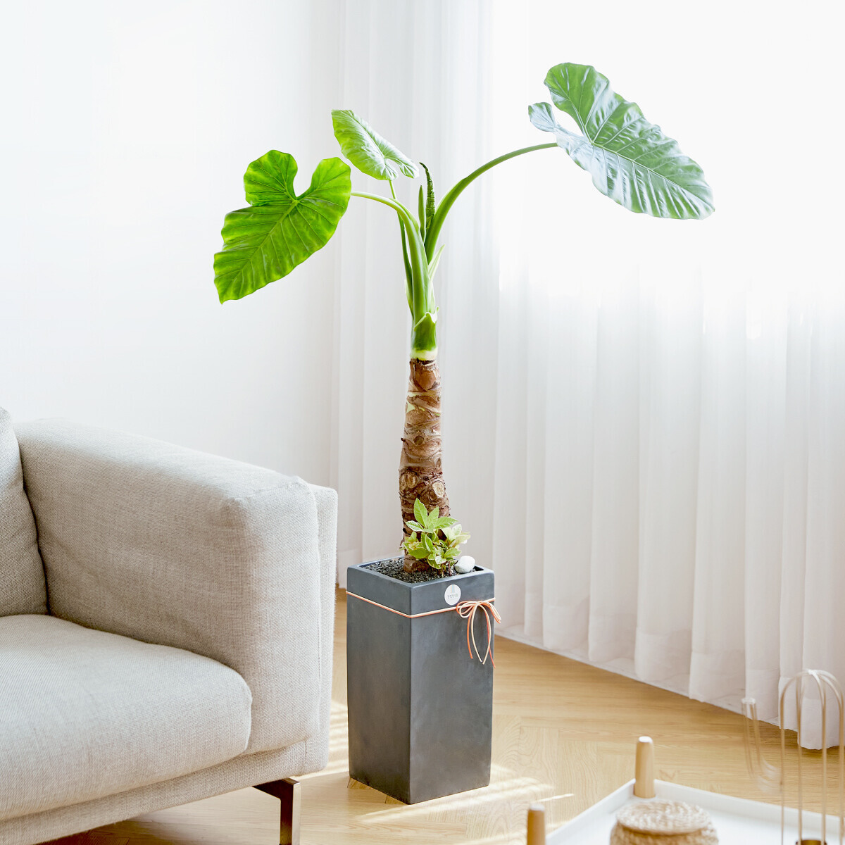 알로카시아 모던라인