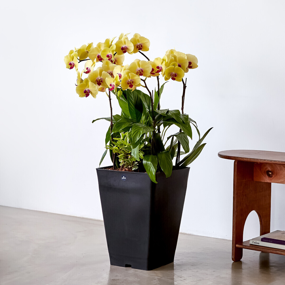 노랑호접란 폴리곤