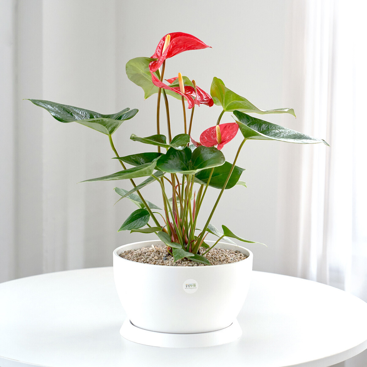 안시리움 클래식 1호