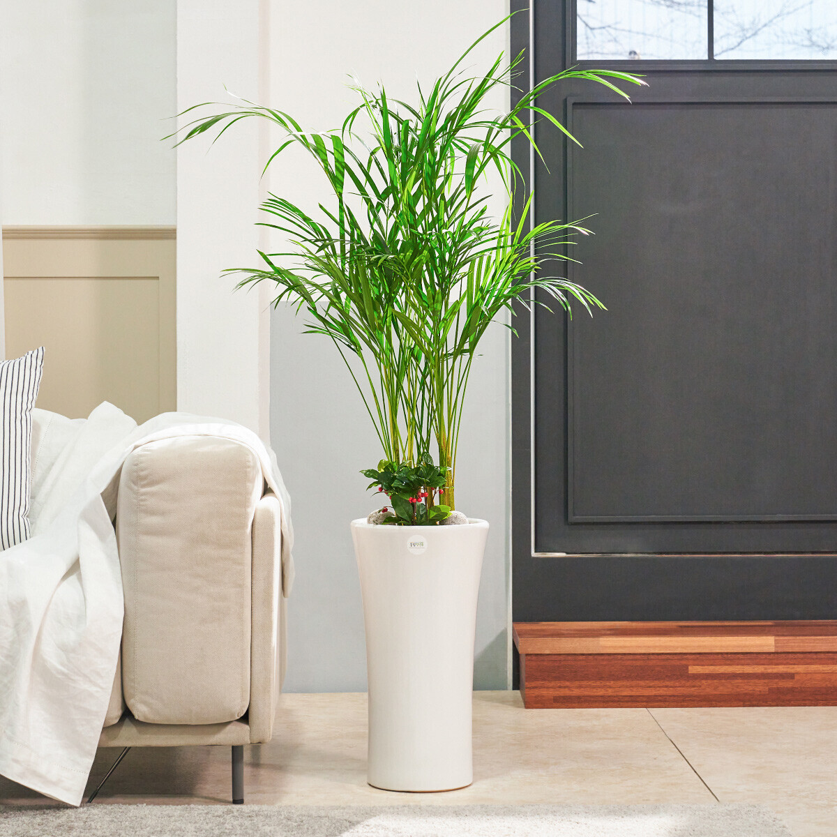 아레카야자 클래식 1호