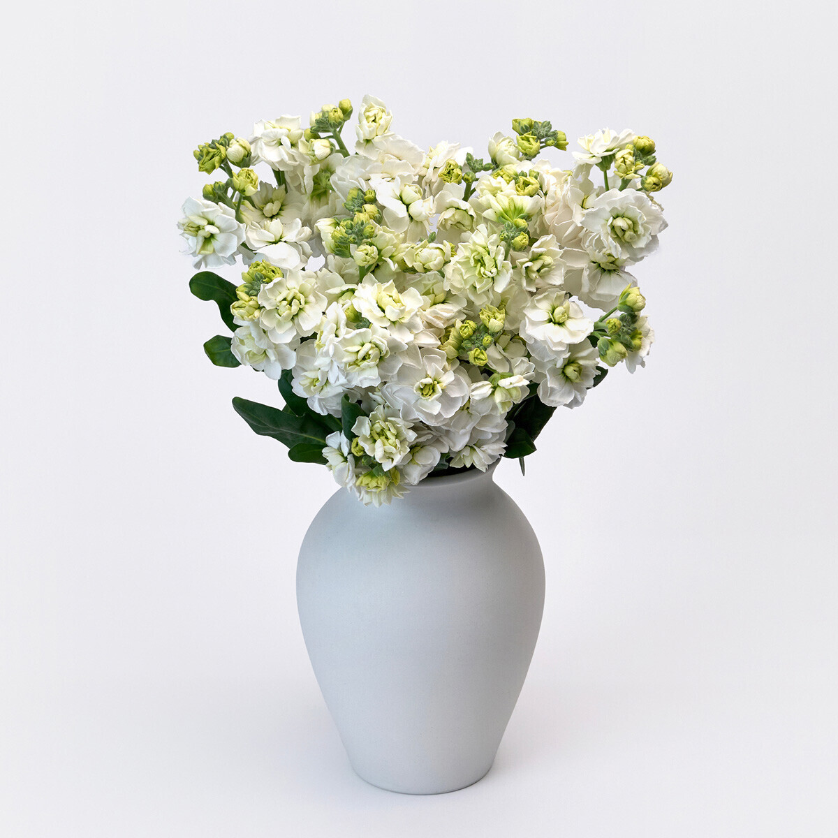 스토크 화이트 3대