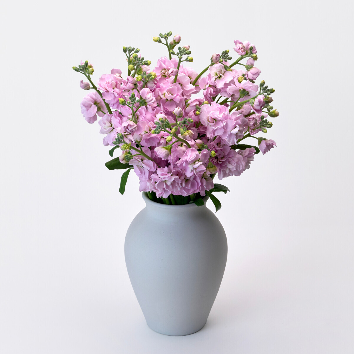 스토크 핑크 3대