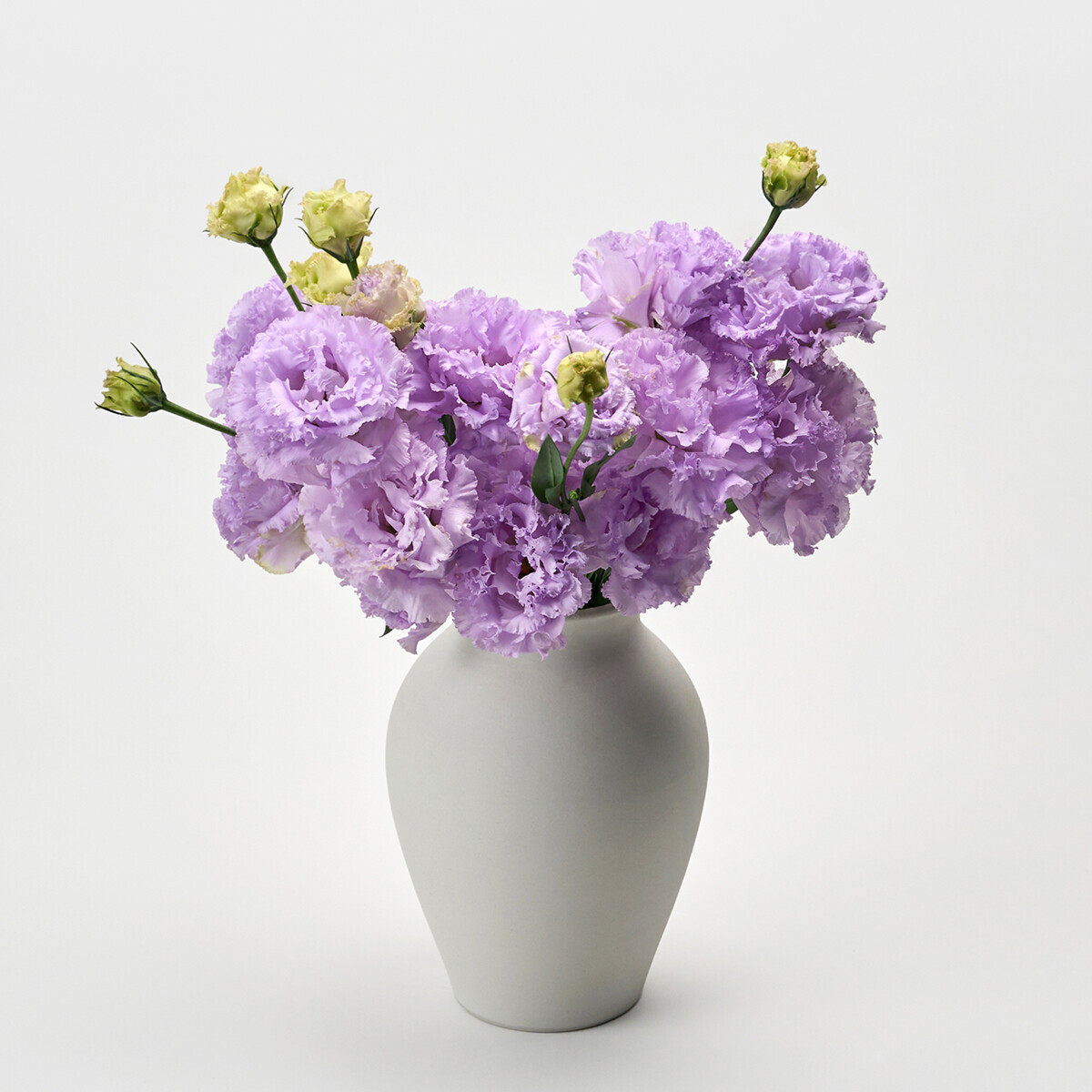 리시안셔스 라벤더 5대