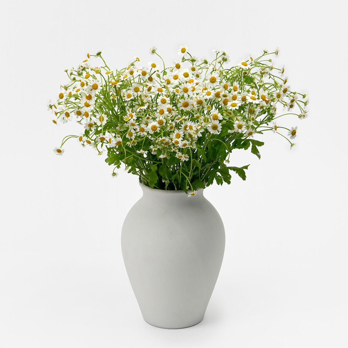 마트리카리아 5대