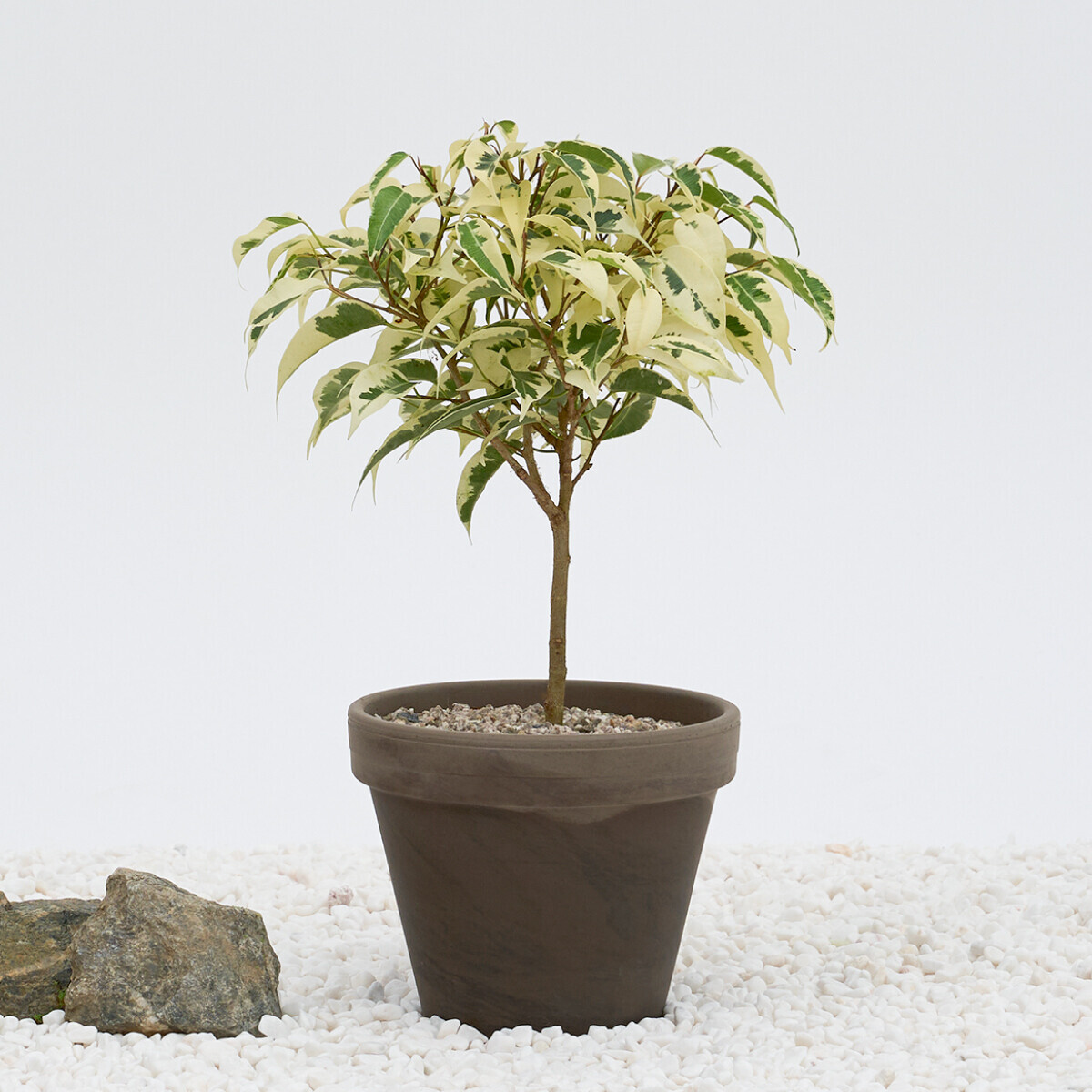 스트라이트벤자민(서울한정)