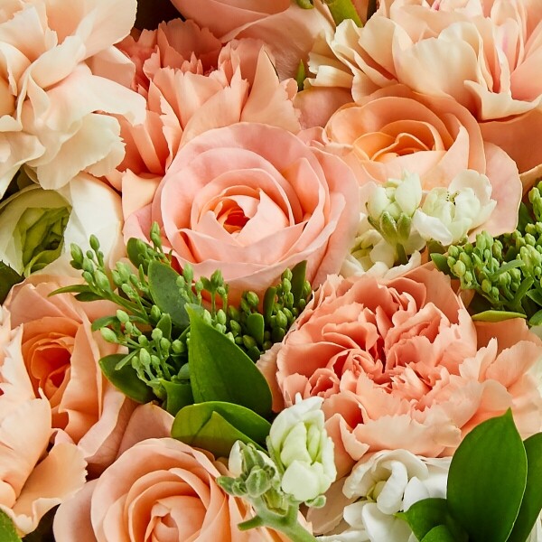 꽃집청년들,코랄빛사랑