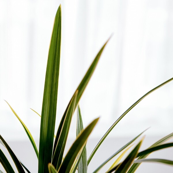 꽃집청년들,황금채홍 황금투각