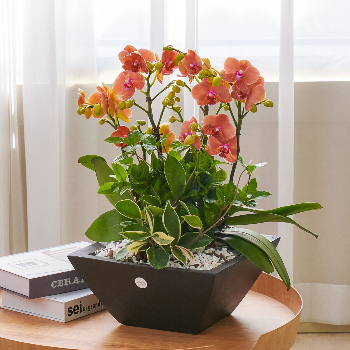 주황호접란 폴리곤(수도권)