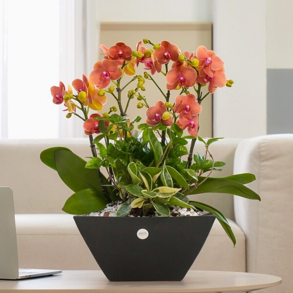 꽃집청년들,주황호접란 폴리곤(수도권)