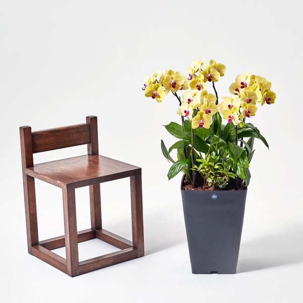 꽃집청년들,노랑호접란 폴리곤