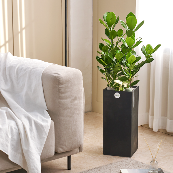 꽃집청년들,크루시아 모던라인 2호