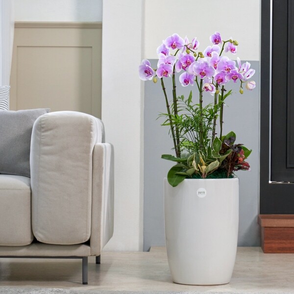 꽃집청년들,연분홍호접란 클래식 3호