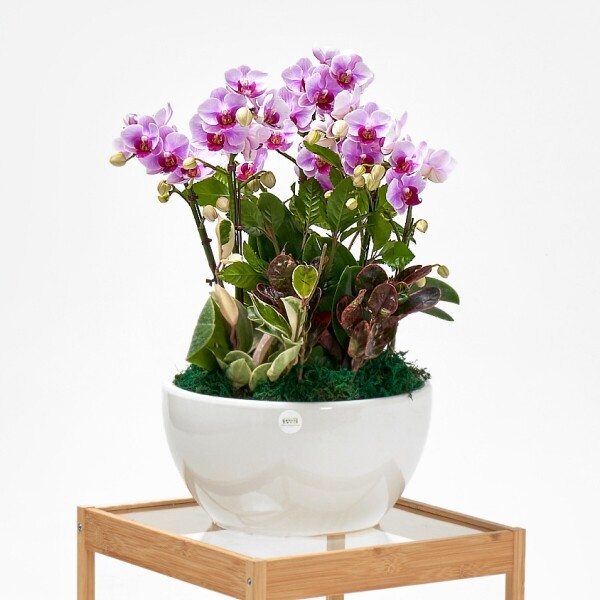 꽃집청년들,연분홍호접란 클래식 2호