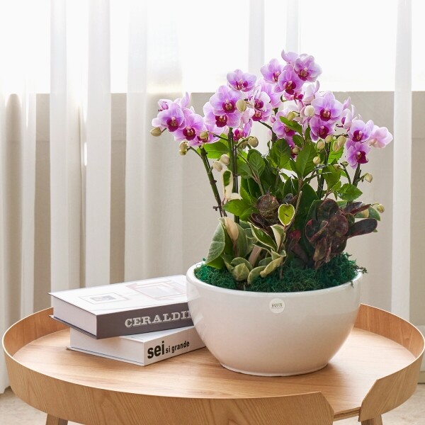 꽃집청년들,연분홍호접란 클래식 2호