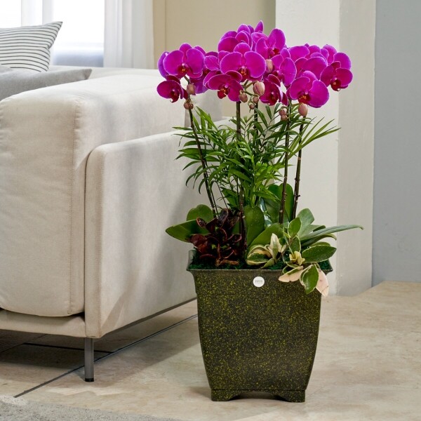 꽃집청년들,분홍호접란 엔틱라인