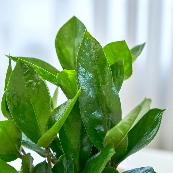 꽃집청년들,금전수 클래식 미니