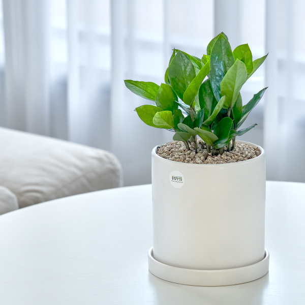 꽃집청년들,금전수 클래식 미니