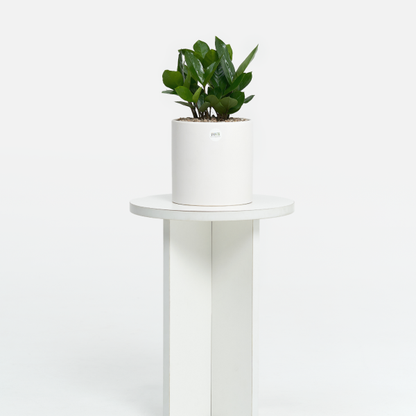 꽃집청년들,금전수 클래식 미니