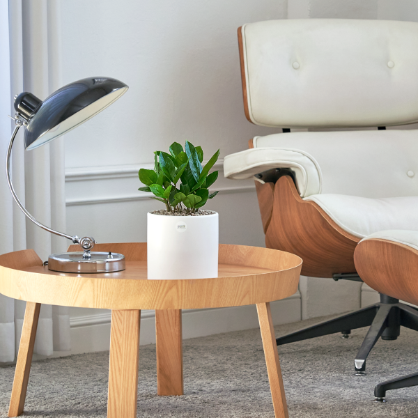 꽃집청년들,금전수 클래식 미니