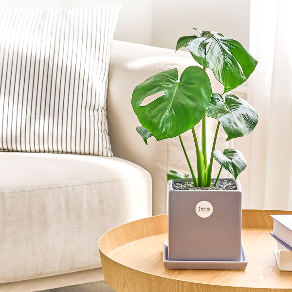 꽃집청년들,몬스테라 모던라인 미니(서울한정)