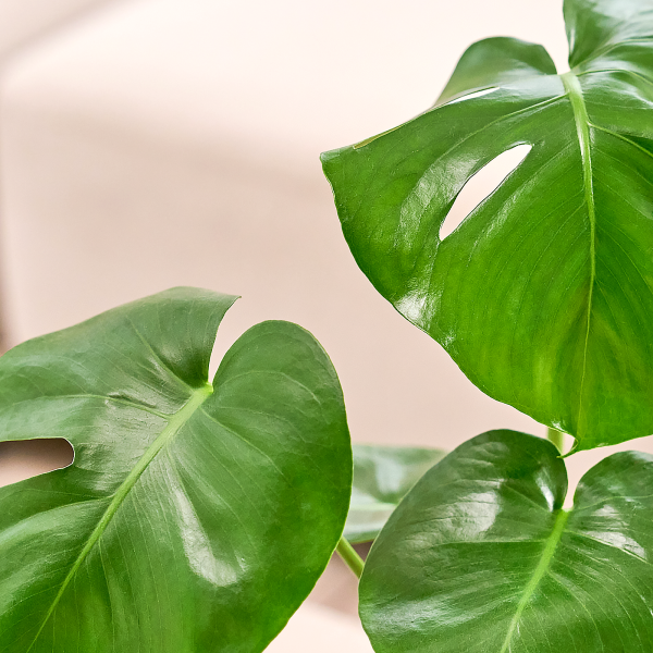 꽃집청년들,몬스테라 모던라인 미니(서울한정)