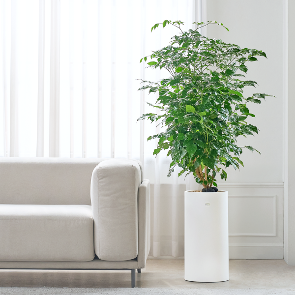 꽃집청년들,녹보수 클래식 2호