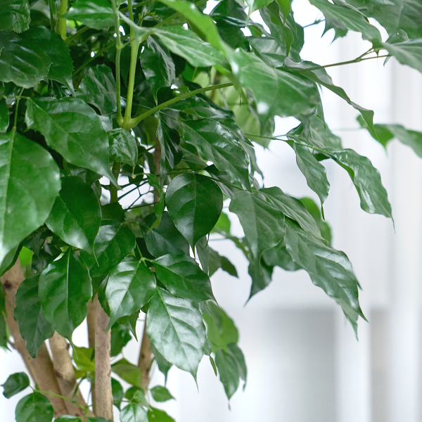 꽃집청년들,녹보수 클래식 2호