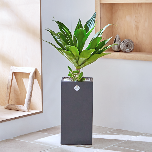 꽃집청년들,아가베 모던라인