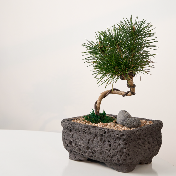 꽃집청년들,소나무 분재 고급분(서울한정)