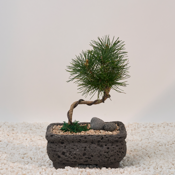 꽃집청년들,소나무 분재 고급분(서울한정)