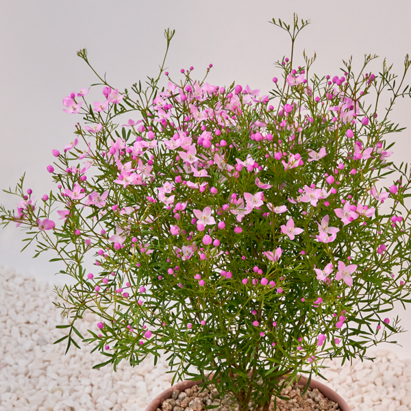 꽃집청년들,보로니아 피나타(서울한정)