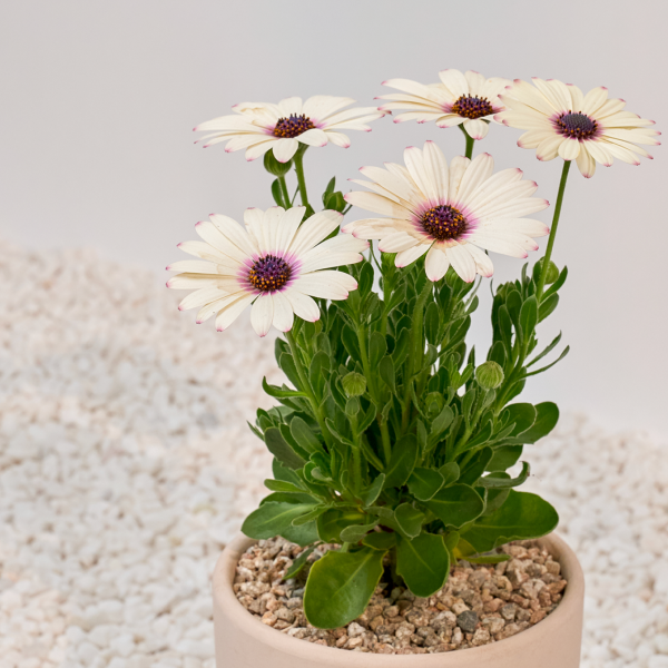 꽃집청년들,데모르(서울한정)