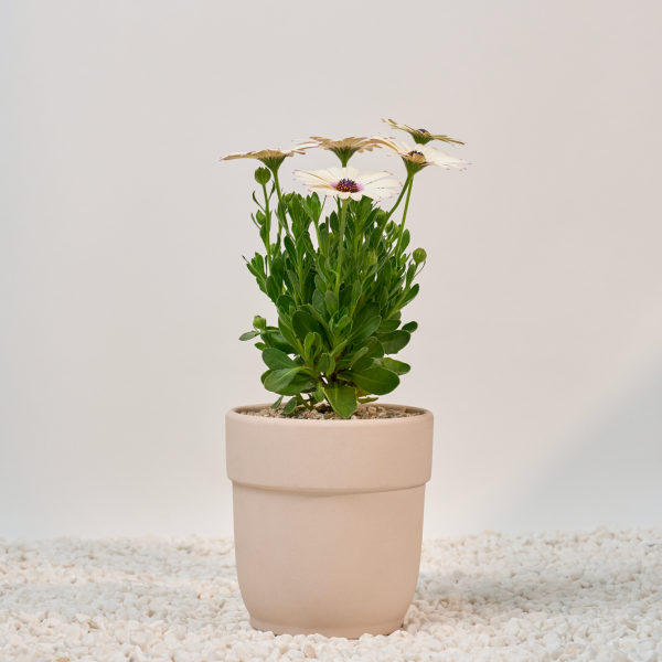 꽃집청년들,데모르(서울한정)