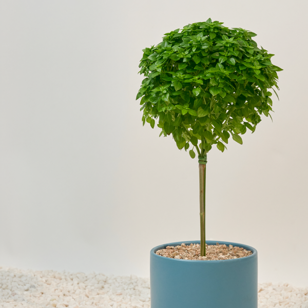 꽃집청년들,바질트리(서울한정)