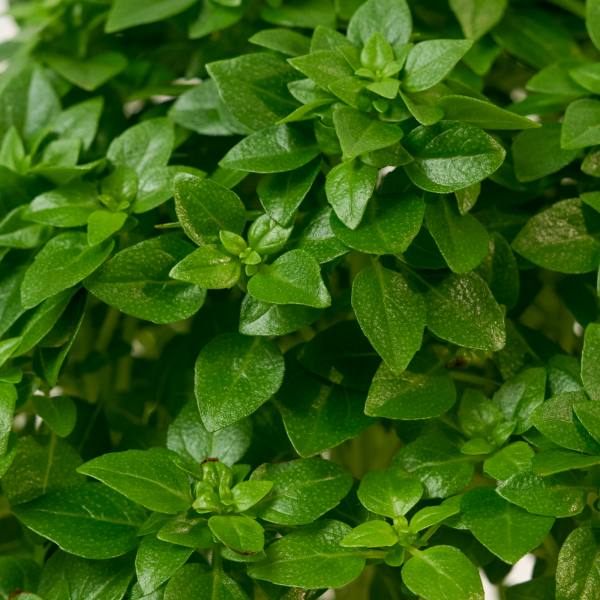 꽃집청년들,바질트리(서울한정)