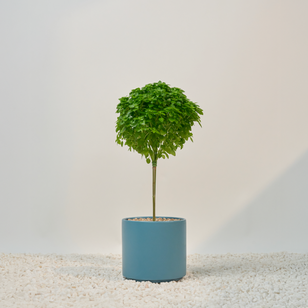 꽃집청년들,바질트리(서울한정)