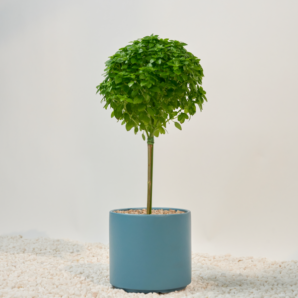 꽃집청년들,바질트리(서울한정)