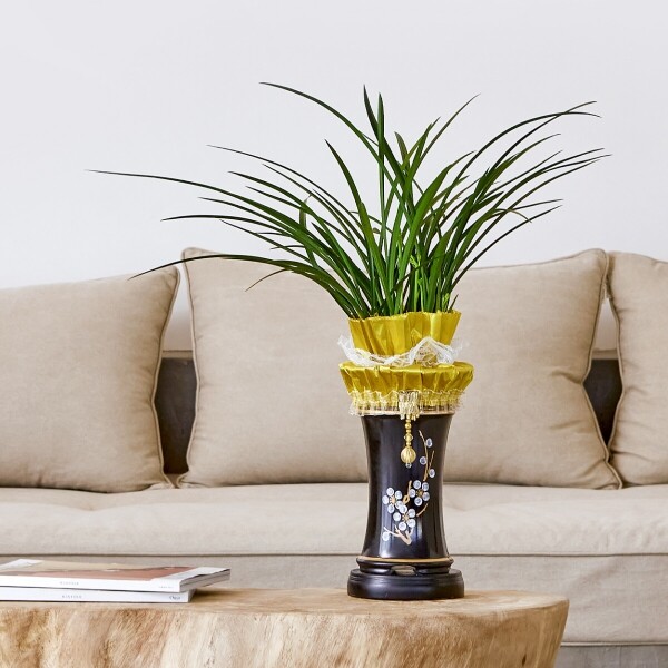 꽃집청년들,고민NO 동양란-동