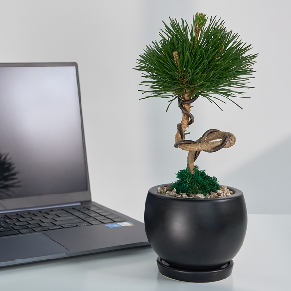 꽃집청년들,미니 소나무 분재_블랙