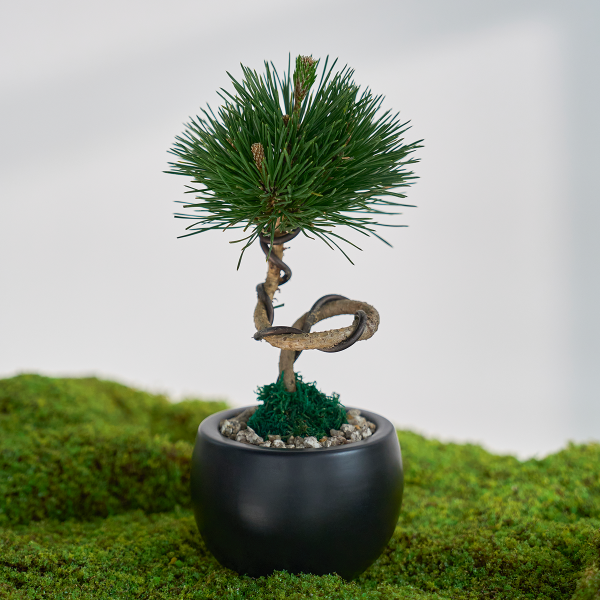 미니 소나무 분재_블랙