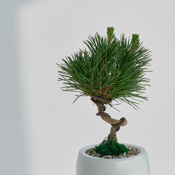 꽃집청년들,미니 소나무 분재_화이트