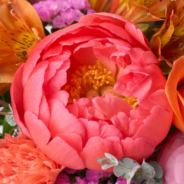 꽃집청년들,썬키스드 코랄