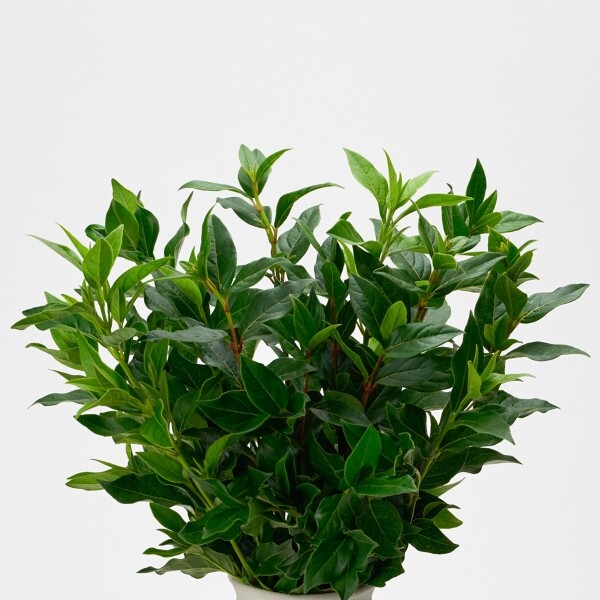 꽃집청년들,레몬트리 5대