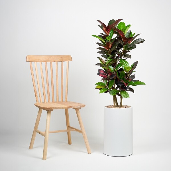 꽃집청년들,크로톤 클래식