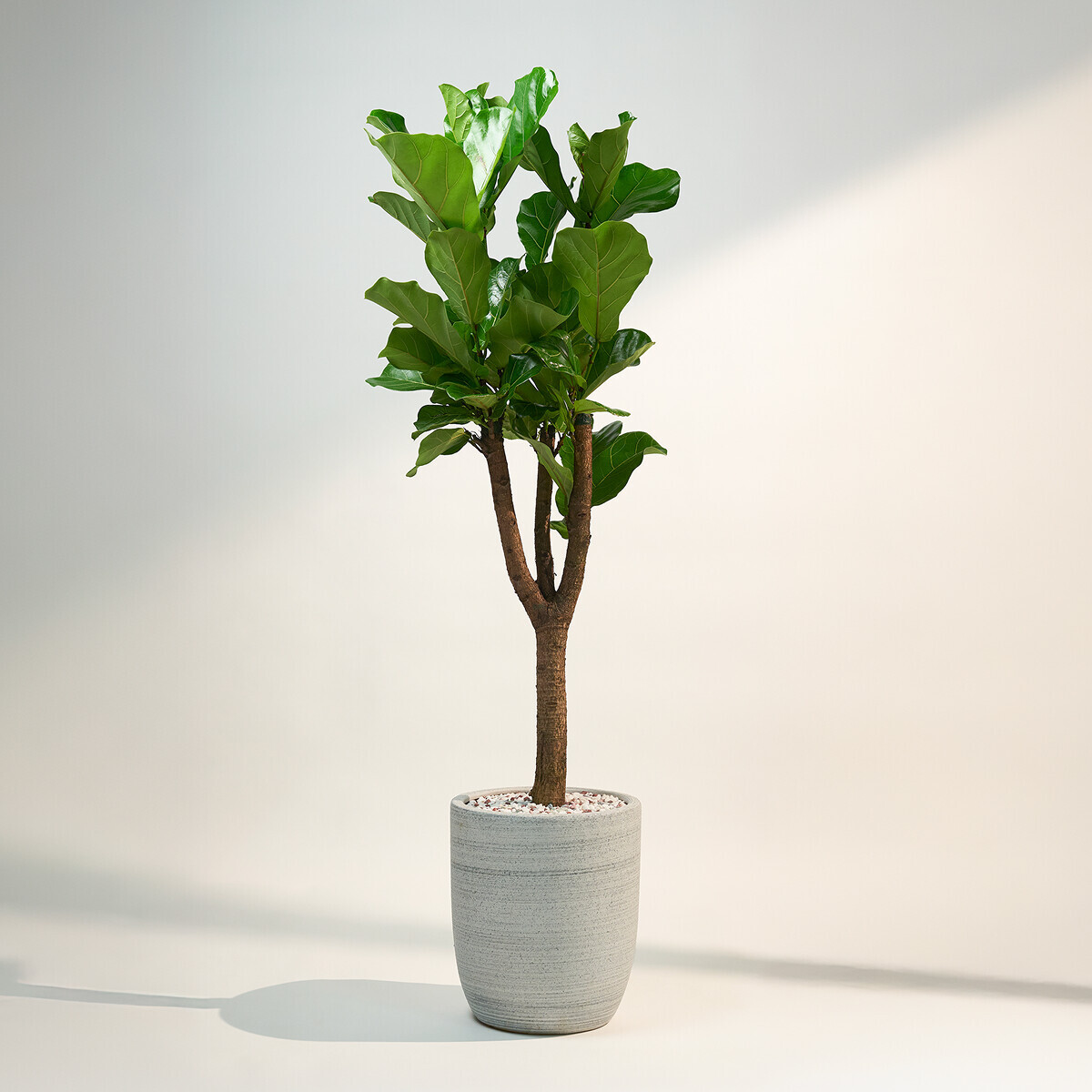 떡갈고무나무(서울한정)