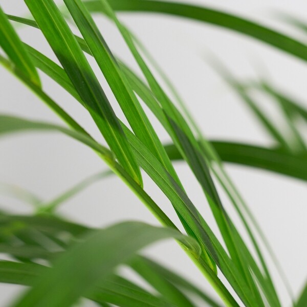 꽃집청년들,아레카야자(서울한정)