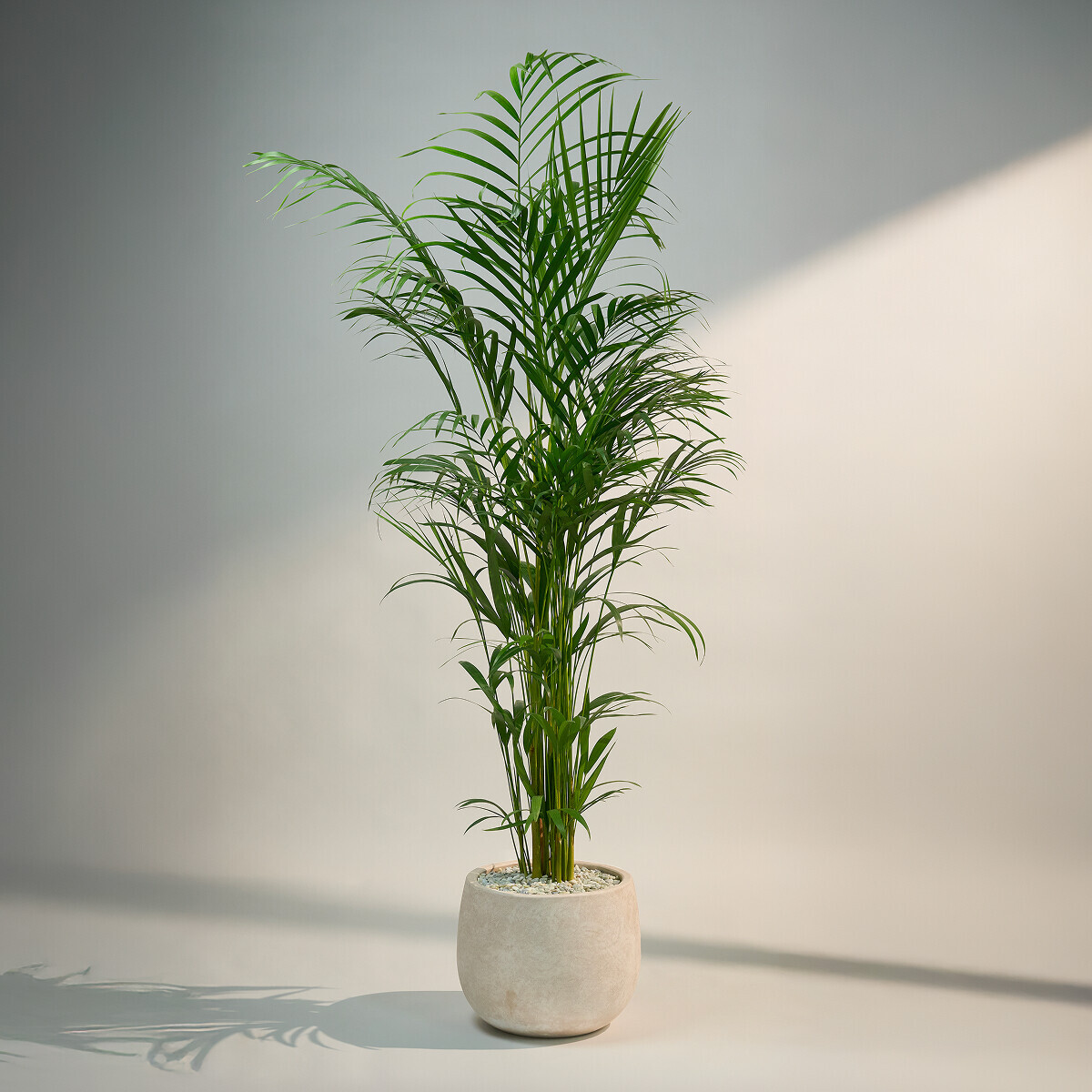 아레카야자(서울한정)